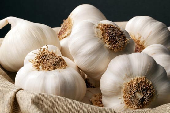 پودر سیر همدان- خرید سیر همدان- خواص سیر-قیمت پودر سیر-Garlic powder